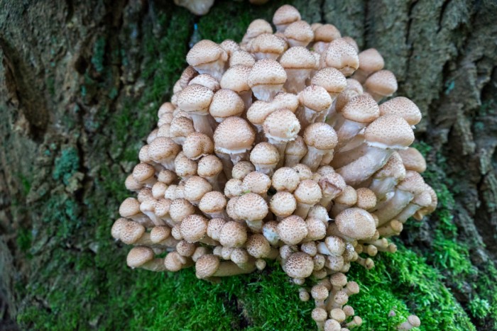 What mushrooms