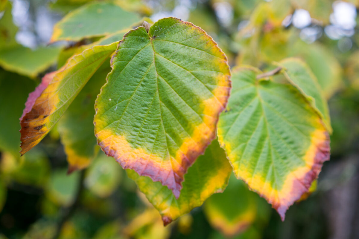 October 15th 2016 – Autumn has started