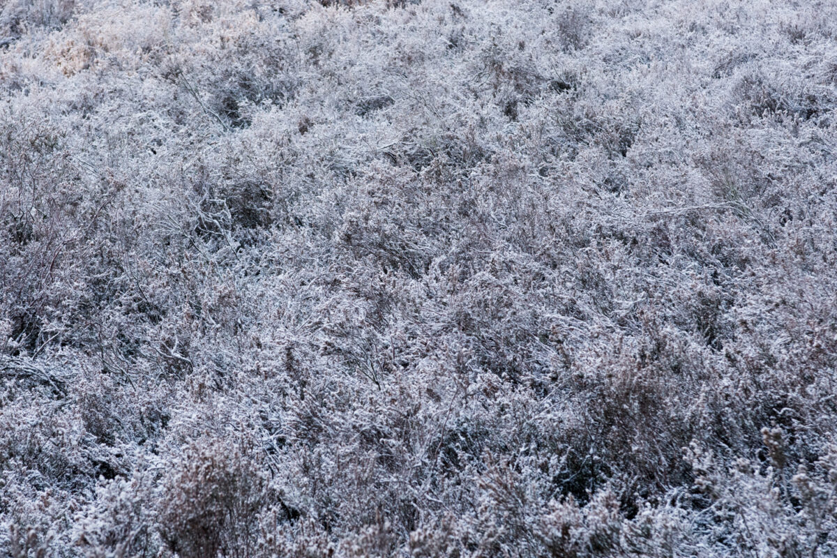 January 15th, 2017 – Snow landscape in the Netherlands